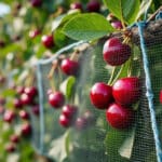 découvrez comment le filet anti-oiseaux protège les cerises et préserve la récolte des cerisiers au cœur de la production.